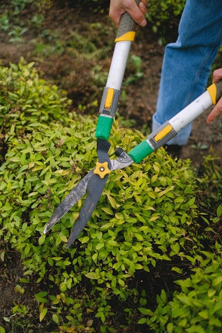 A young gardener wearing sunglasses, ear protection, a black t-shirt with white horizontal stripes, and beige shorts is trimming a dense, green hedge with electric hedge shears. The hedge is lush and 